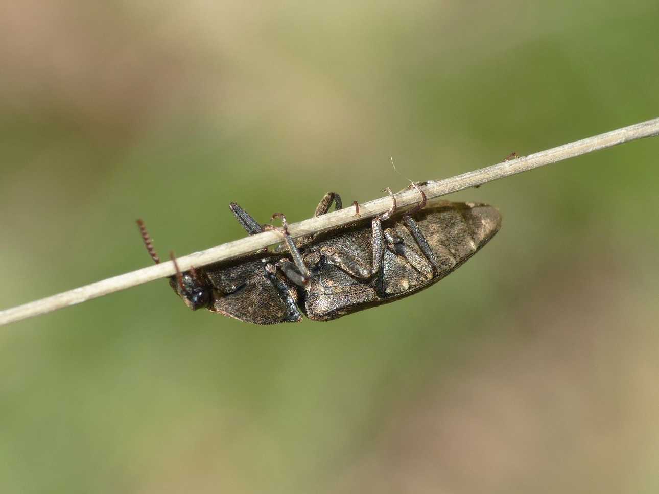 Elateridae: Agrypnus murinus